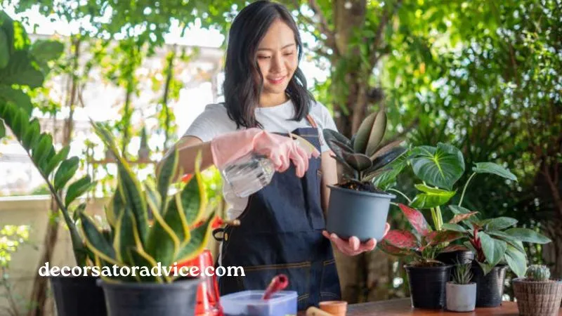 10 Must Know Decoradyard Garden Tips from DecoratorAdvice